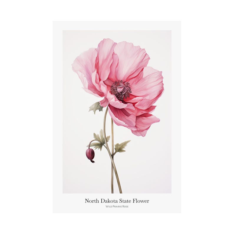 North Dakota Wild Prairie Rose Art Print: Botanical Giclée Poster - Etsy