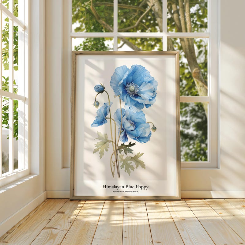 Himalayan Blue Poppy - Etsy