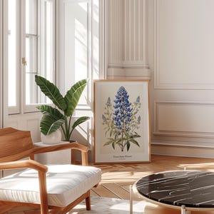 May include: A framed botanical print depicting a bluebonnet, the Texas state flower. The print is set in a room with a wooden chair, a potted plant, and natural light. The print has a light-colored background and is displayed in a room with natural light.