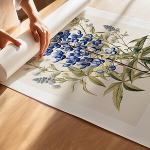 May include: A botanical print featuring bluebonnets, the Texas state flower, with green leaves and delicate blue flowers. The print is on a cream-coloured background and is being unrolled on a wooden surface.