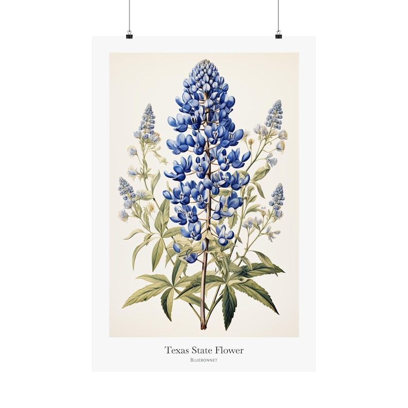 TEXAS State Flower, Bluebonnet Wall Art Poster, Matte Vertical Posters, Nature Flower Print, Museum Grade Paper, Beautiful Art Decor, Gift image 3