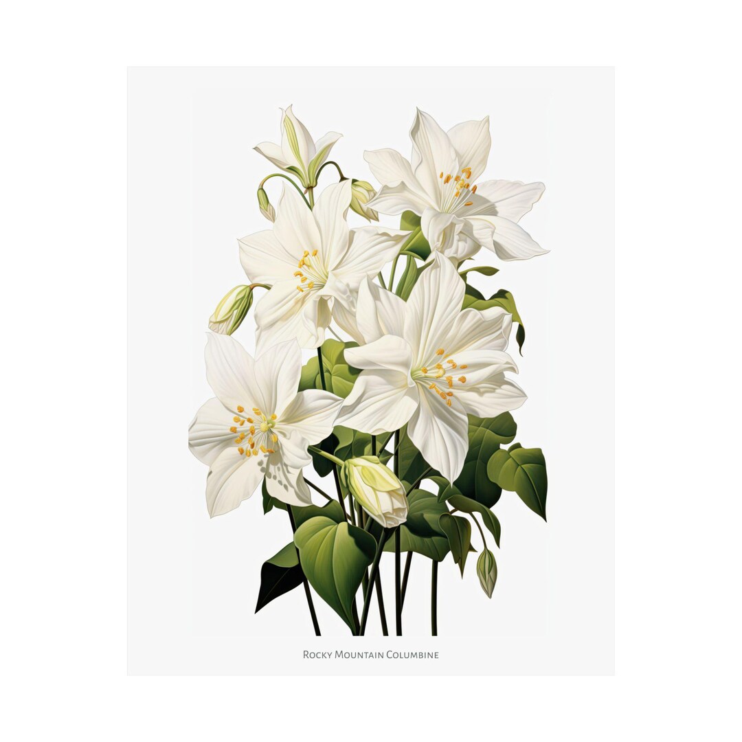 8 X 10 COLORADO State Flower, Rocky Mountain Columbine Wall Art Poster ...