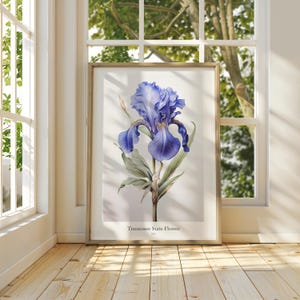 May include: A framed print of a blue iris flower, the Tennessee State Flower, is displayed in a well-lit room. The botanical illustration features detailed petals and green leaves. The print is in a wooden frame and is positioned near a window.