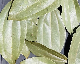 50 Organic Ceylon Cinnamon Leaves, Shadow Dried