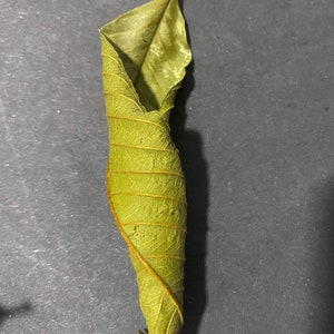 100% Organically grown dried Guava leaves | guava leave tea| vegan tea