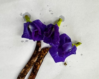 25 semillas de guisante mariposa orgánico