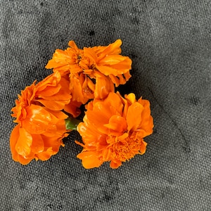 Paquete económico de 1000 semillas de caléndula de color naranja intenso
