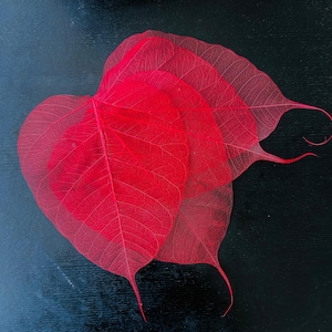 30 bodhi natural, folhas de esqueleto de cor vermelha para projetos de arte