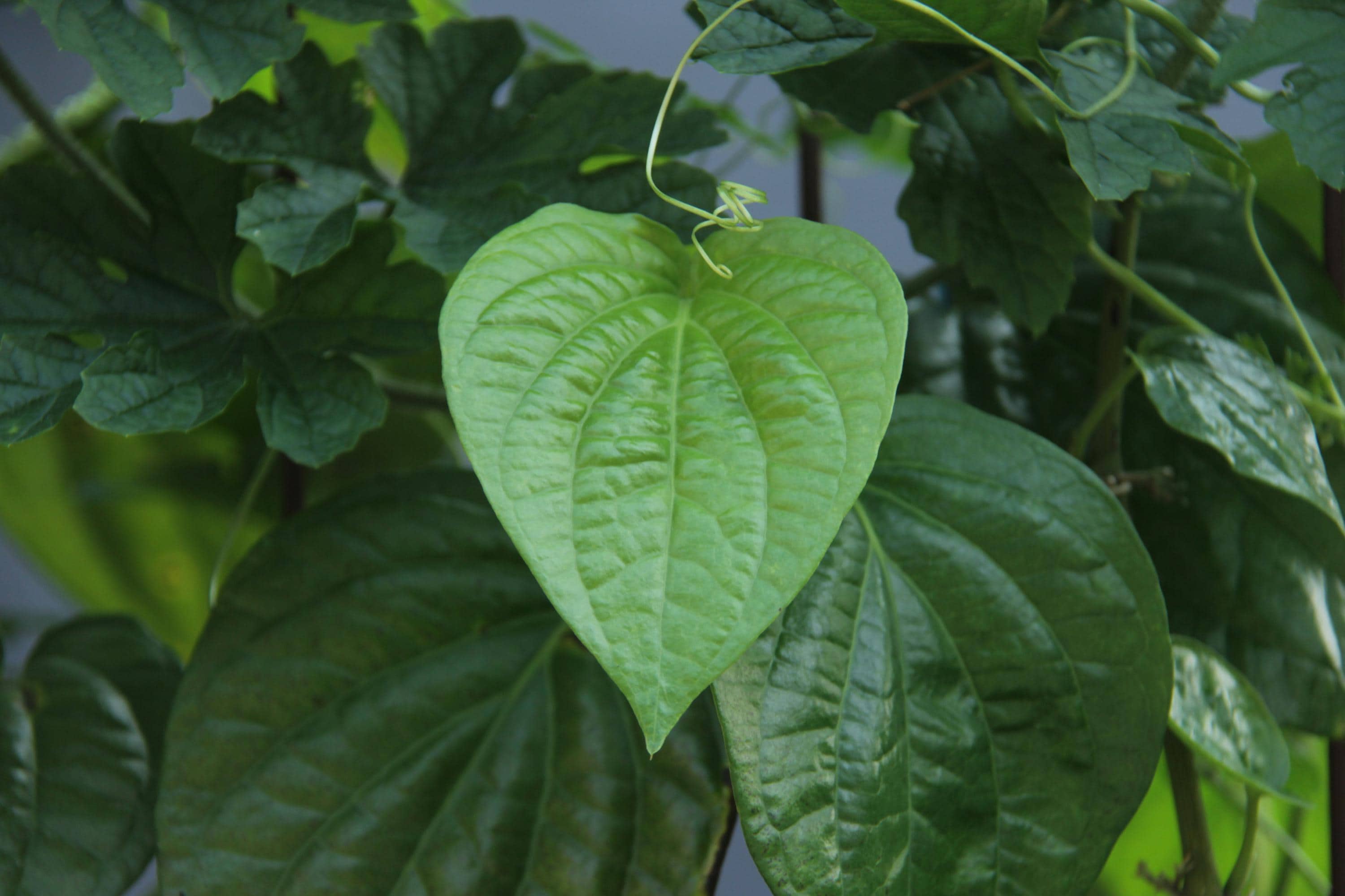 Betel Leaf Seeds - Etsy Canada