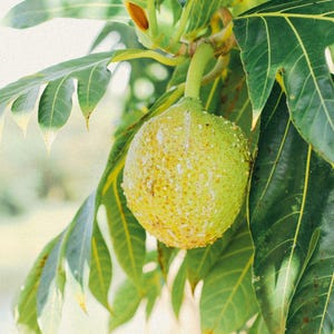 May include: A close-up of a breadfruit hanging from a tree branch. The fruit is round, with a textured, yellow-green surface. Large, dark green leaves with prominent veins surround the fruit. The background is a soft, blurred green.
