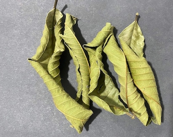 50 hojas de guayaba orgánica/té de hierbas, uso culinario