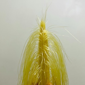 Könnte beinhalten: Nahaufnahme einer gelben Maisseidenquaste. Die Quaste hat eine leuchtend gelbe Farbe mit langen, dünnen, haarartigen Strähnen. Das Bild ist vor einem schlichten, hellgrauen Hintergrund aufgenommen.