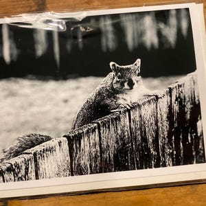 May include: A black and white photograph of a squirrel perched on a wooden fence. The squirrel is looking directly at the camera with its tail curled behind it.