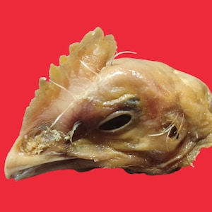 K&ouml;nnte beinhalten: Nahaufnahme eines gekochten H&uuml;hnerkopfes mit einem sichtbaren Auge. Der Kopf ist braun und hat eine strukturierte Oberfl&auml;che.