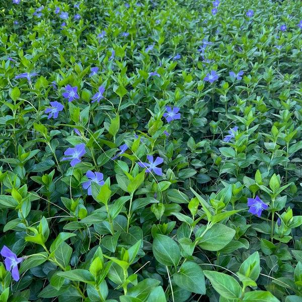 Periwinkle (vinca minor) Evergreen MYRTLE Ground Cover 6"+ Rooted Starts Heirloom Plants