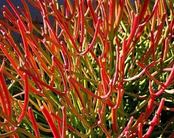 Feuer-Stick Euphorbia Sukkulente exotische Farbe Bleistift Kaktus schneiden 16,5 cm sehr salzbeständig