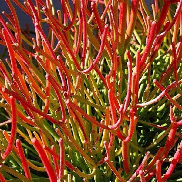 Fire Stick Euphorbia Succulent Exotic Color Pencil Cactus cutting  7"-8" - Highly Salt Tolerant