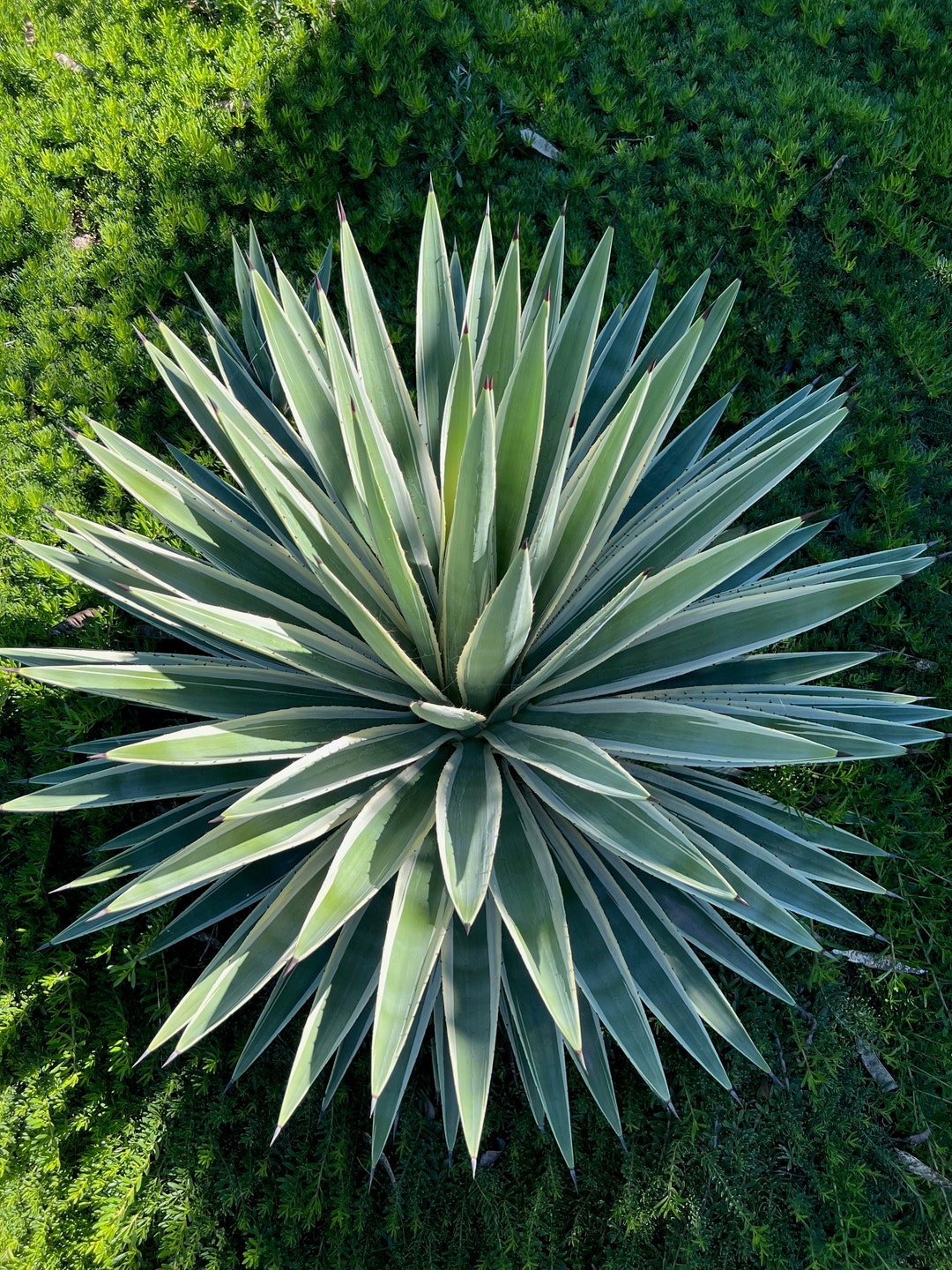 Babies Agave Angustifolia Variegata Caribbean Agave Green With White Edges Etsy