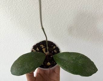 Hoya sp. Limbang - Rare Hoya - Live Plant