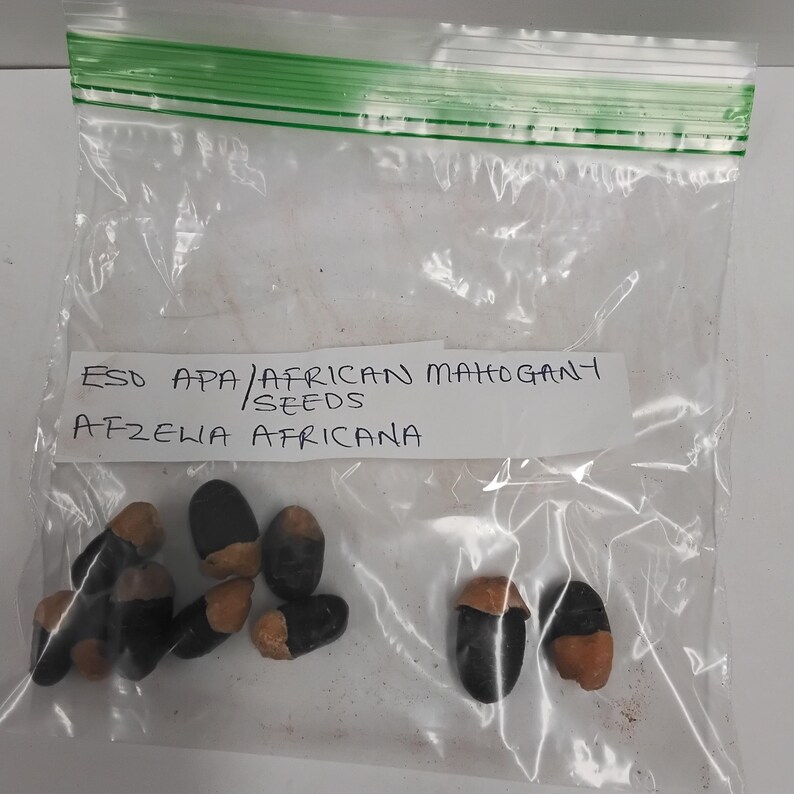 Eso Apa/african Mahogany Seeds/afzelia Africana Etsy