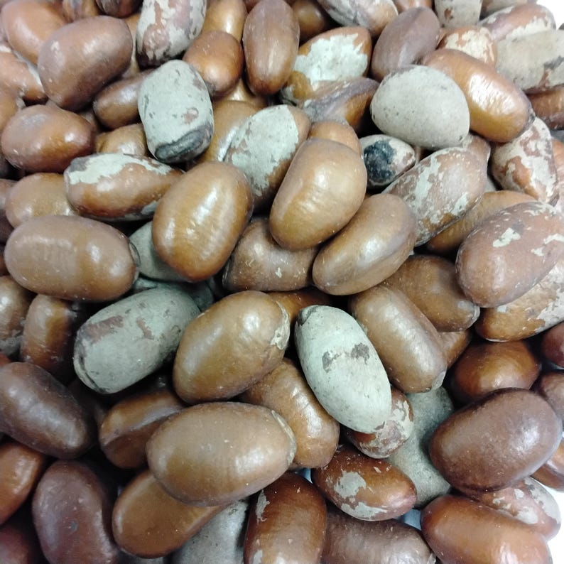 Eso Apa/african Mahogany Seeds/afzelia Africana Etsy