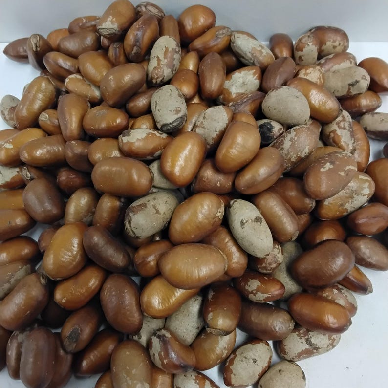 Eso Apa/african Mahogany Seeds/afzelia Africana Etsy