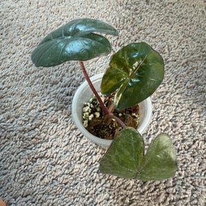 epipremnum pinnatum variegata kaufen Epipremnum pinnatum 'Marble Variegata'  Secret Garden Plant Shop