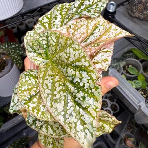 Snowcapped Begonia Variegated - Etsy