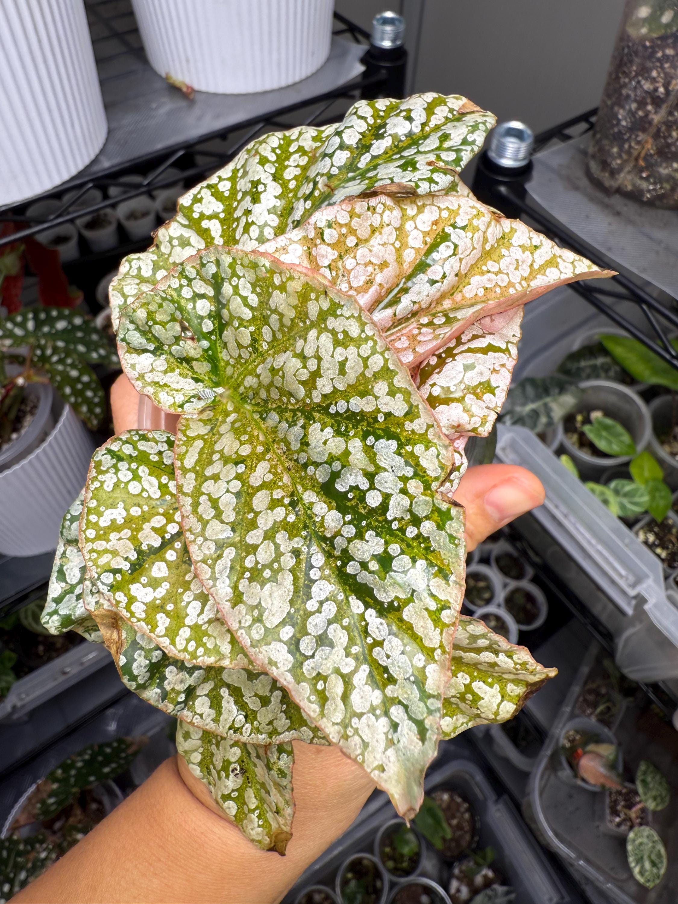 Snowcapped Begonia Variegated - Etsy