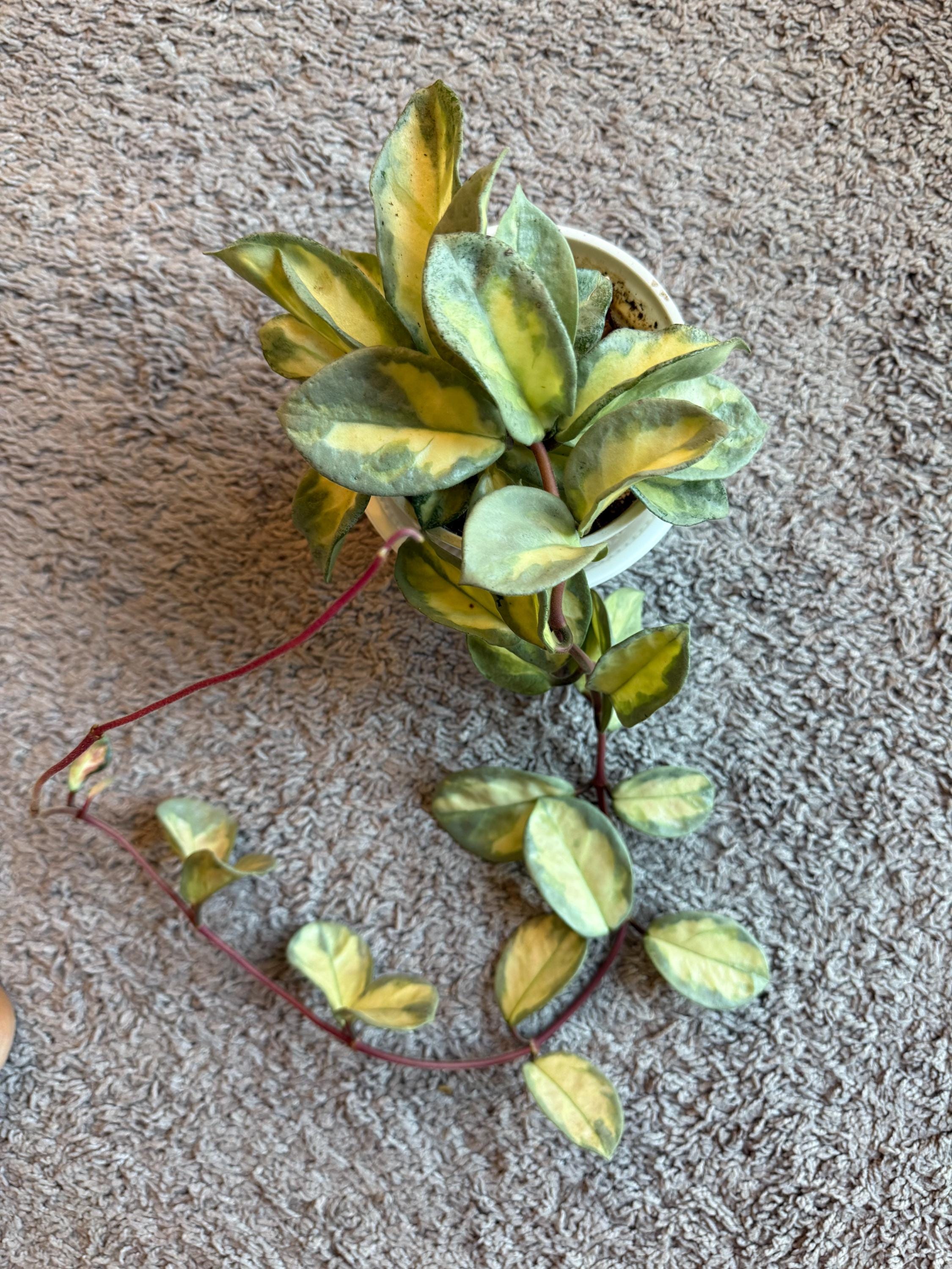 Hoya argentea princess - Etsy 日本