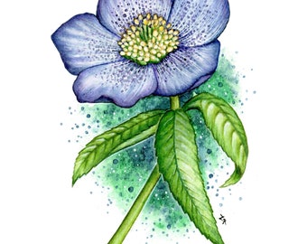 Lenten Rose - art print (A6)