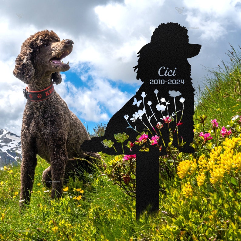 May include: A brown poodle sits next to a black metal garden stake. The stake is in the shape of a poodle with the name "Cici" and the years "2010-2024" inscribed. White flowers and butterflies are cut out of the metal. The dog is wearing a red collar.