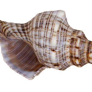 Op de afbeelding: Een grote, bruine en witte schelp met een spiraalvorm en een gladde, glanzende afwerking.