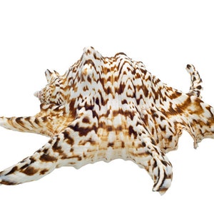 Mexilhão verdadeiro Lambis chiragra caracol marinho aprox. 15-18 cm