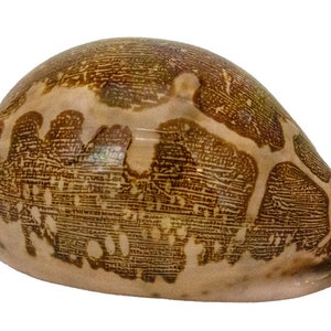 Véritable moule Cypraea mappa, escargot de mer, environ 7 cm