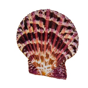 Echte Muschel Pecten pallium Kammmuschel 5-6 cm