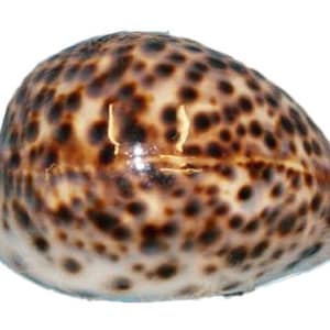Echte Tigermuschel Meeresschnecke Muschel größer 8 cm