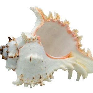 Äkta mussla Murex ramosus havssnigel 12-15 cm