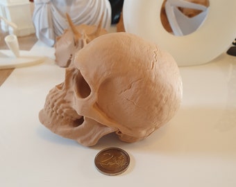 Crâne en impression 3D