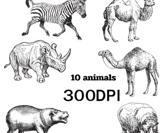 animal pictures black and white 300 DPI 10 PNG digital download
