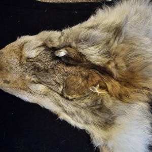 Craft grade XXL pale Coyote face pelt