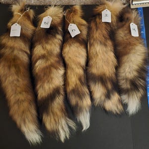 Slight imperfect Wild Red fox tail keychains