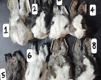 Mummified rabbit heads