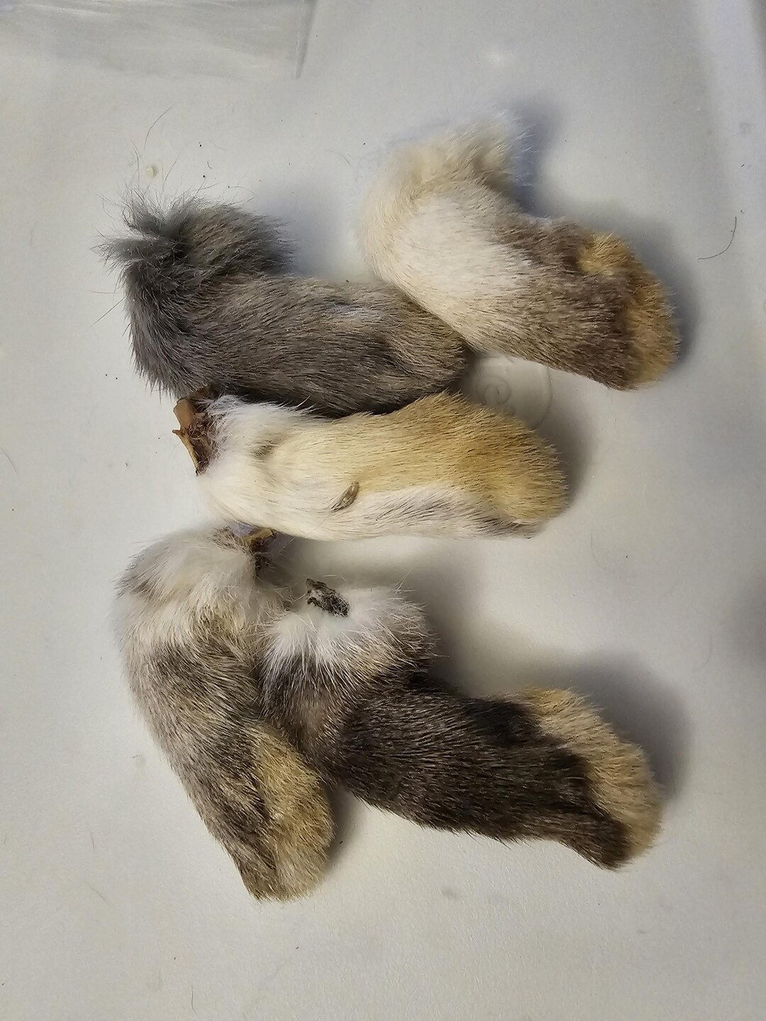 Mummified Rabbit Mummified Rabbit Paws and Tails Destash Lots*read DESCRIPTION* - Etsy