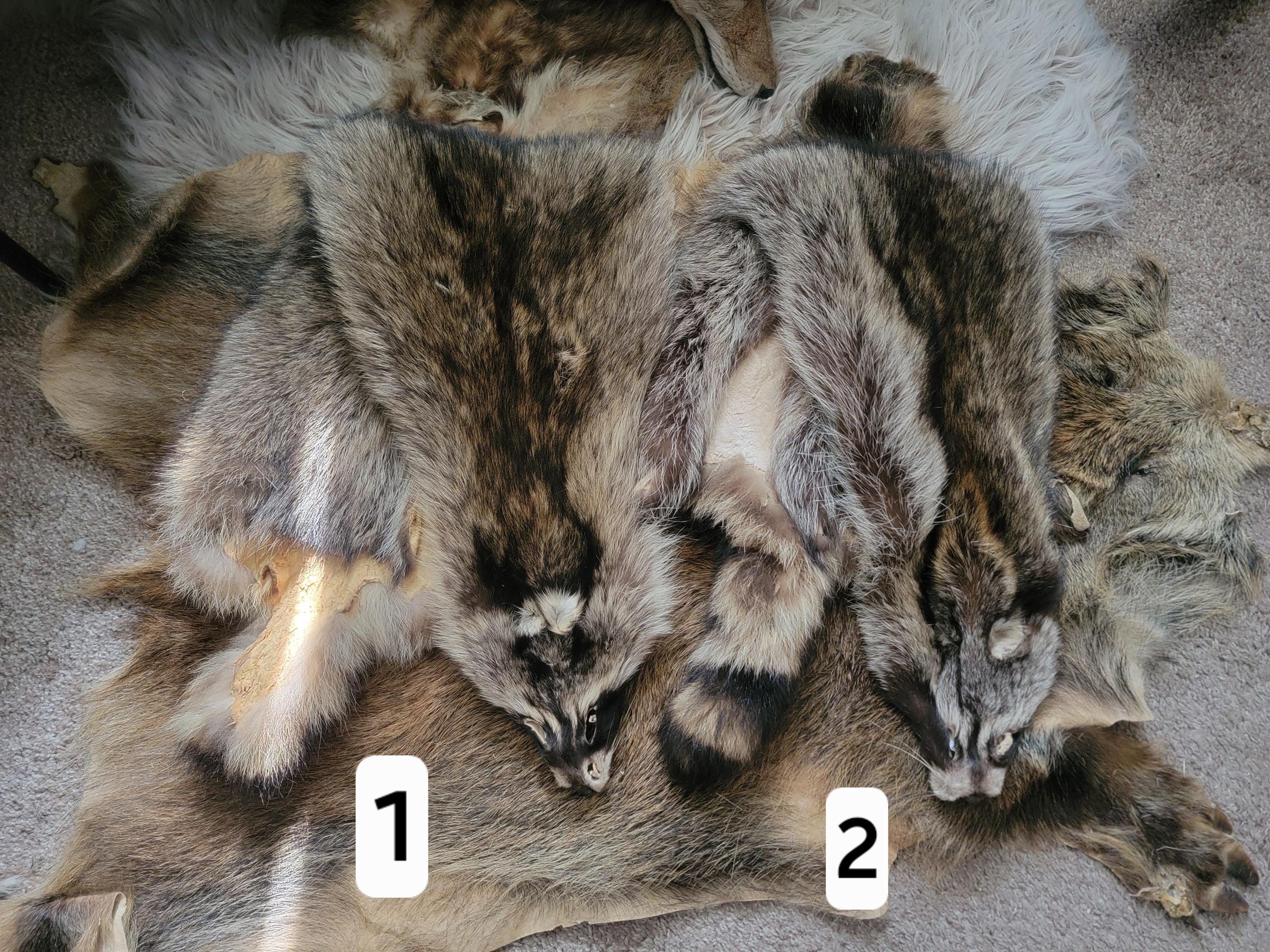 Craft Raccoon pelts