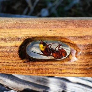 以下が含まれることがあります： 天然の木目が美しい木製の工芸品。赤と黄色の昆虫が収められた楕円形のインセットが特徴です。木材は研磨されており、滑らかな表面です。デザインは有機的です。