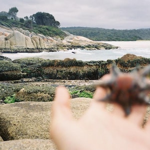 Digitale print - Sea Star Gazing - 35 mm filmfotografie, reisfoto&#39;s, afdrukbare muurkunst, housewarmingcadeau