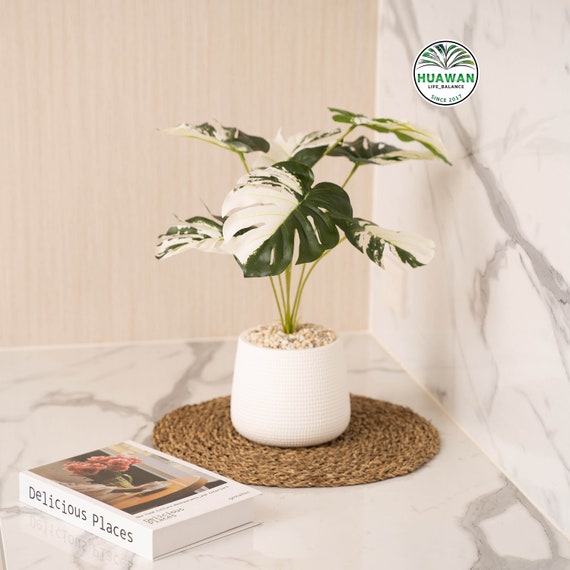 marginata bicolor Dragon Tree (Dracena marginata bicolor) – Happy Sunrize main image 1