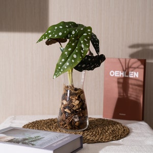 FauxTrout Begonia - Fake Greenery with Foliage, Home Tropical Leafy Houseplant, Indoor , Outdoor Garden Floral Décor