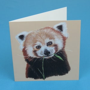 Roter Panda | Grußkarte